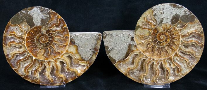 Beautiful Polished Ammonite Pair - Crystal Lined #8444